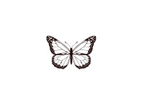 papillon-nocturne-x5